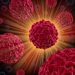 Pancreatic Cancer and Your Relative Survival Rate - Oren Zarif