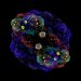 What Types of Cancers Occur Only in Adults? - Oren Zarif