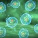 Understanding Different Types of Cancers - Oren Zarifthe body heals itself, World News